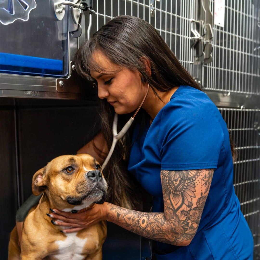 a dog getting examined with stethoscope