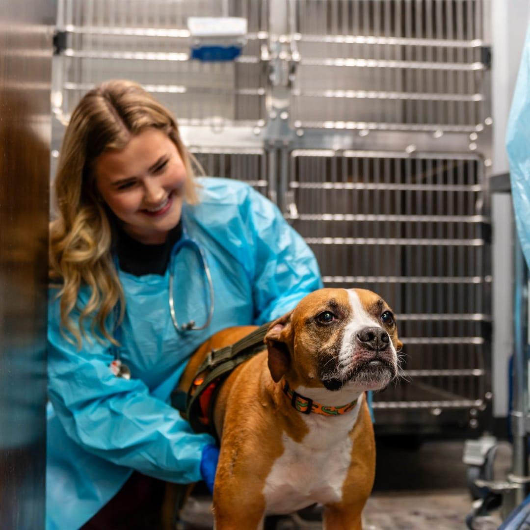 a dog being cared for by a vet tech