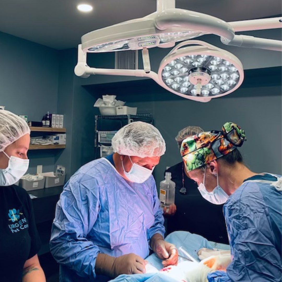 3 Vets Surgery