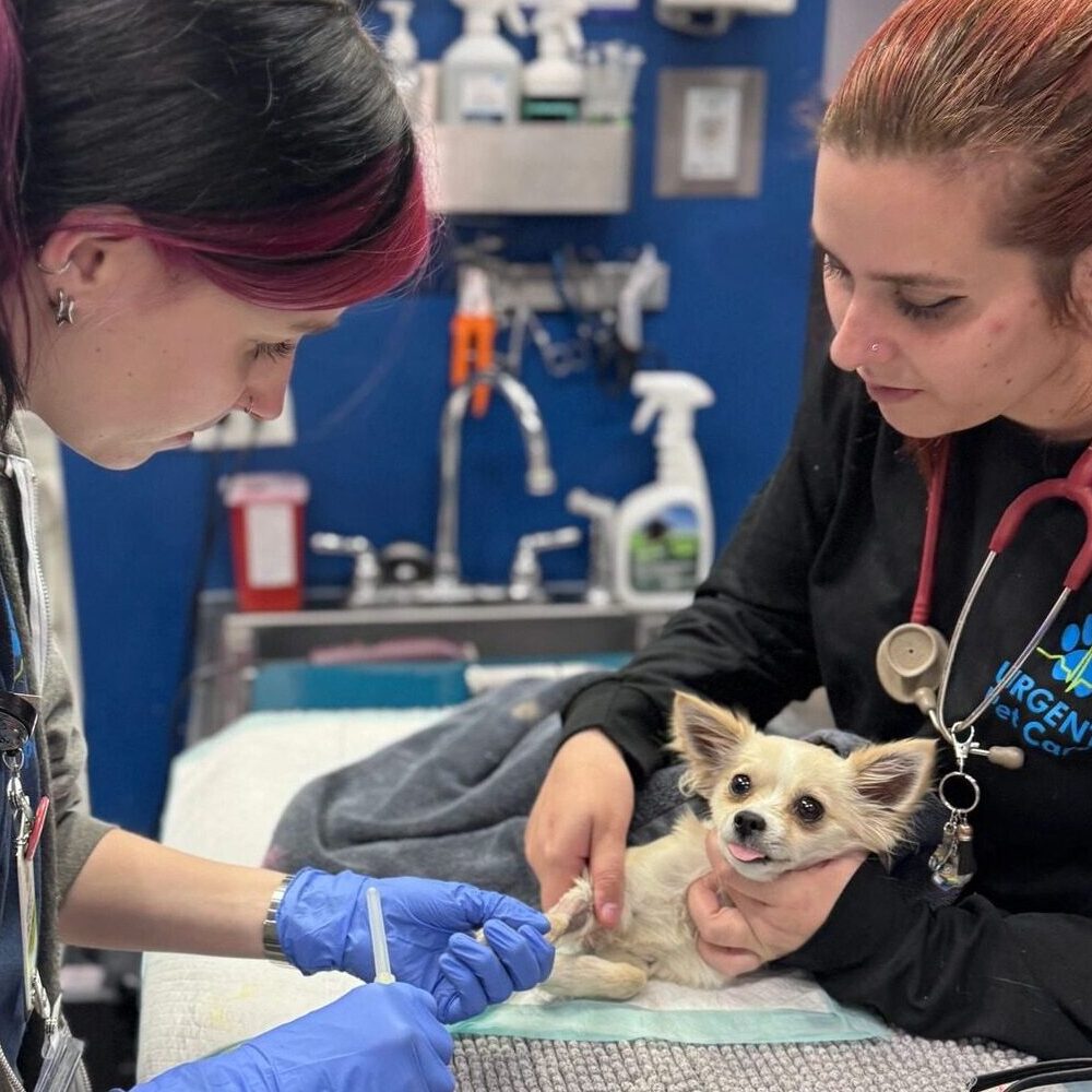 dog receiving treatment from two veterinarians