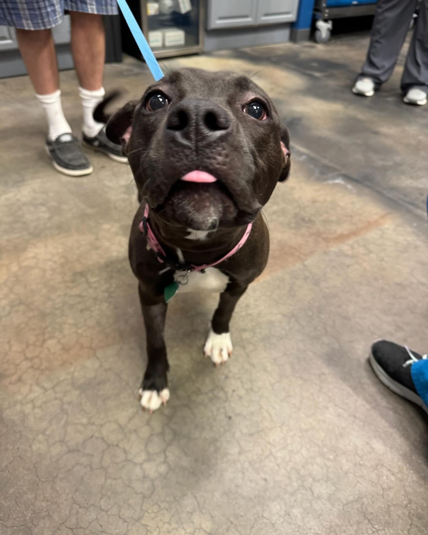 Dog With Tongue