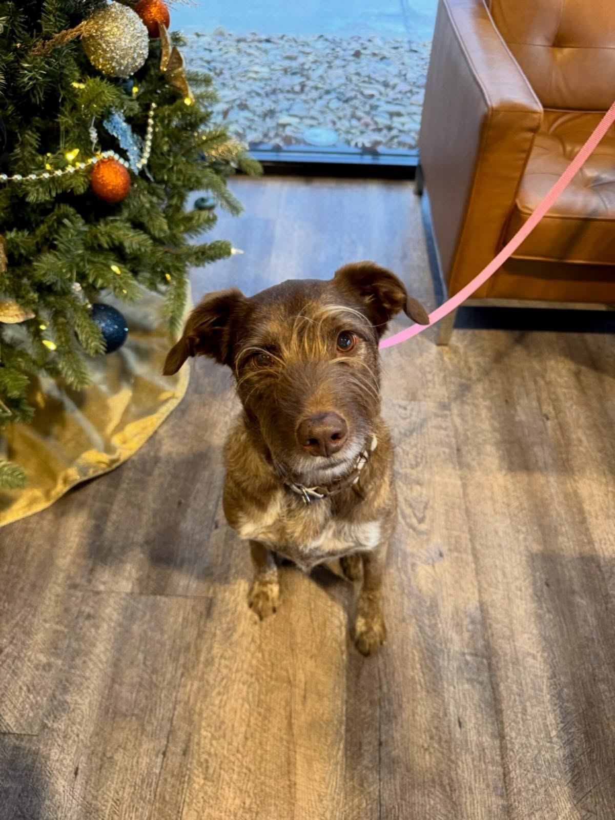 Dog With Xmas Tree