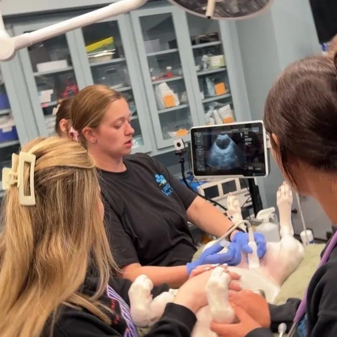 three veterinarians performing an ultrasound on a pet